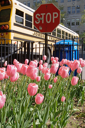 Stop tulips