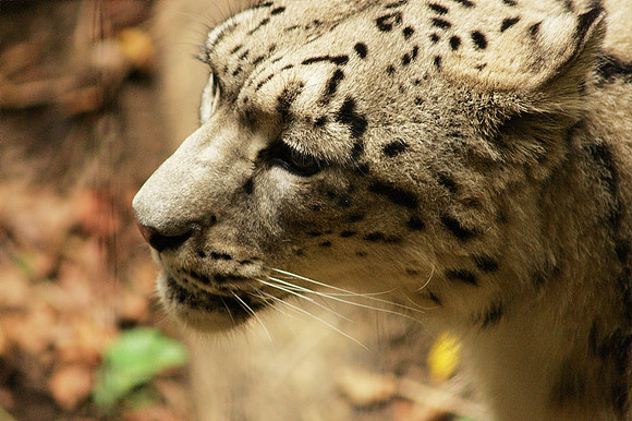 Snow Leopard, Bronx Zoo