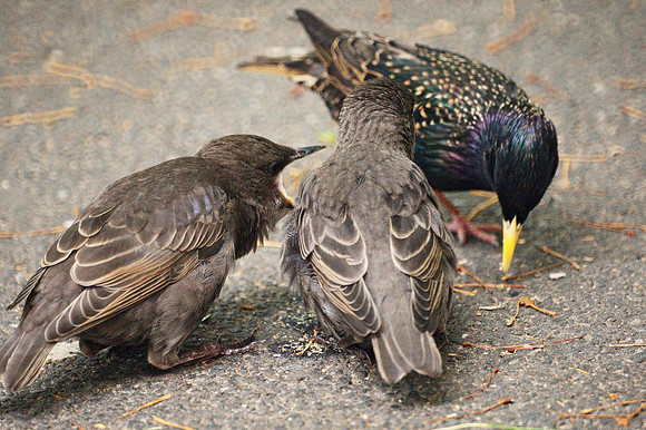 Starling and young, Central Park