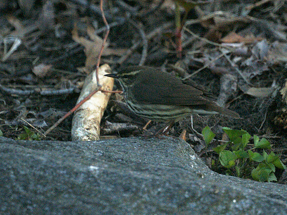 Northern Waterthrush, Central Park