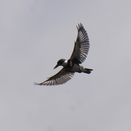 Belted Kingfisher, Green Cay