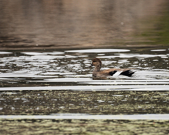 Gadwall, Turtle Pond