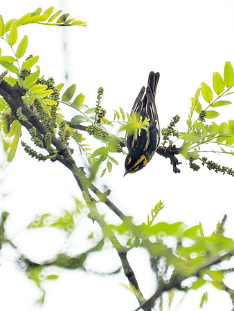 Blackburnian Warbler, Central Park