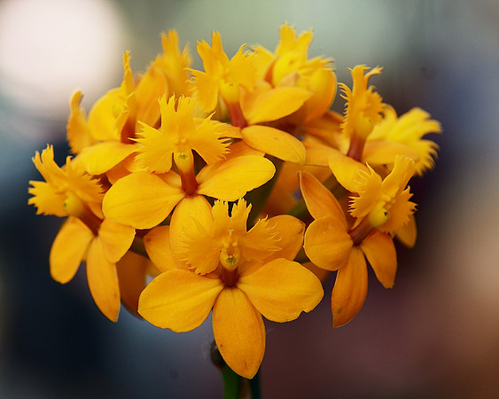 Quadratic Orchid