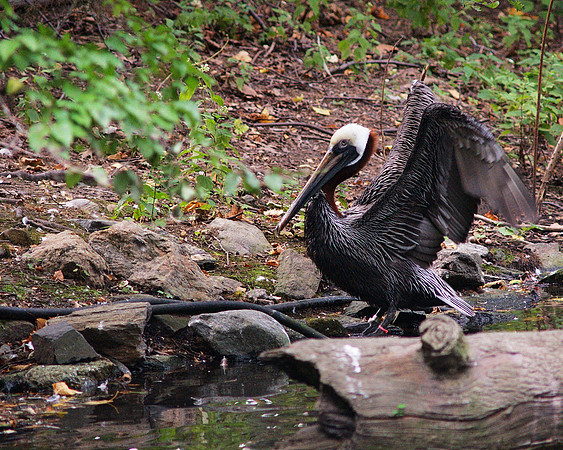 Brown Pelican, Bronx Zoo