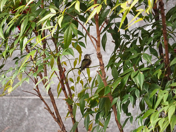 Rufous Hummingbird, Theodore Roosevelt Park