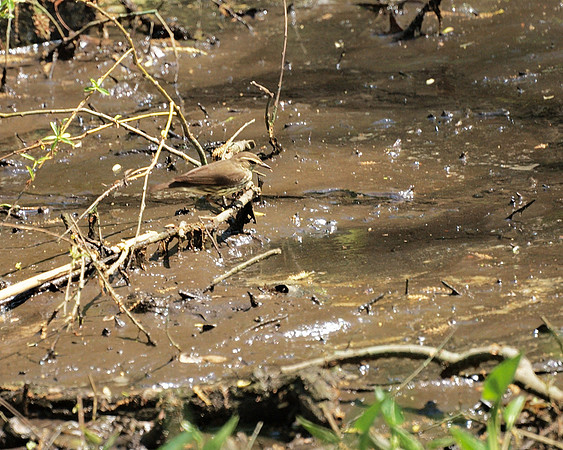 Northern Waterthrush, Central Park