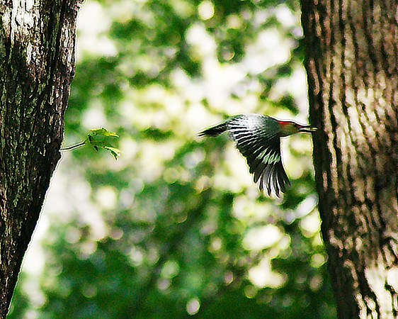 back to the nest