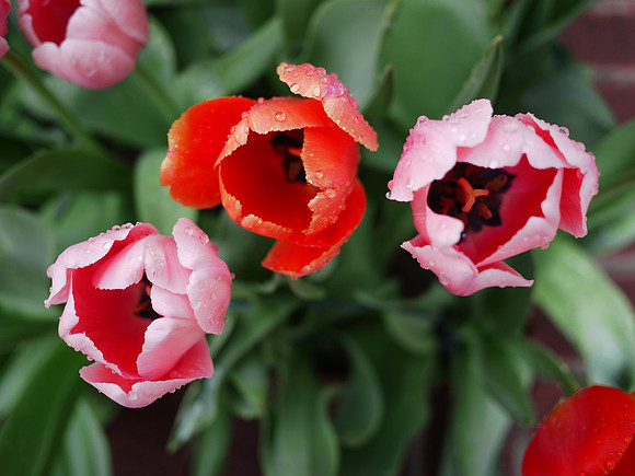 Street tulips