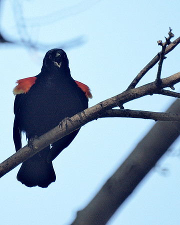 Red-Winged Blackbird, Central Park
