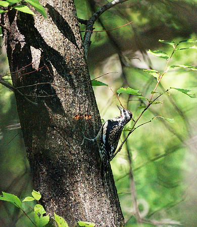 Sapsucker workin' it