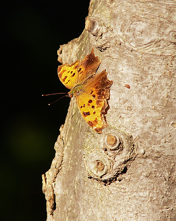 Eastern Comma Butterfly