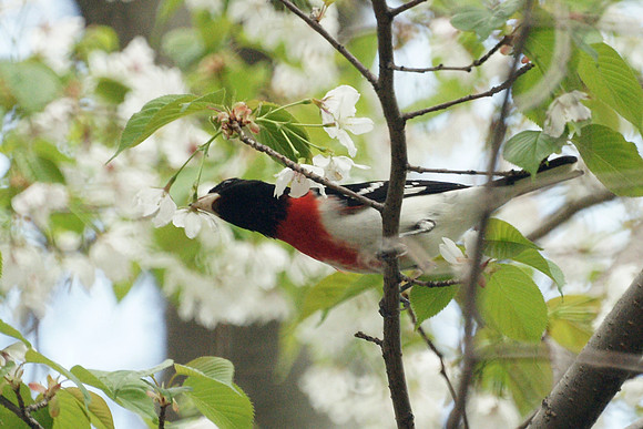 Rose-Breasted Grosbeak, Central Park