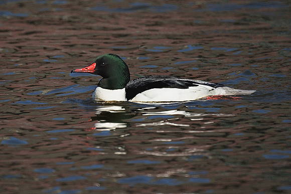 Common Merganser, Harlem Meer