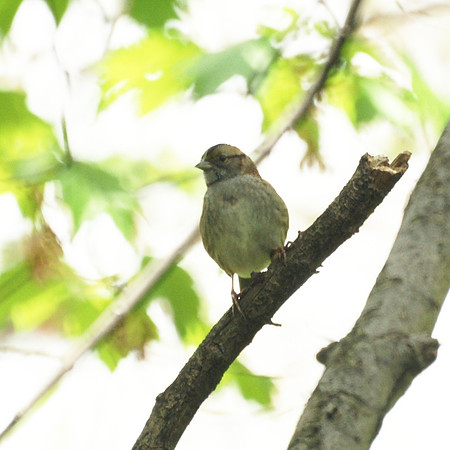 House Sparrow, Central Park