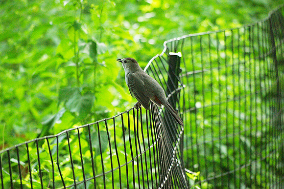 The Catbird Seat