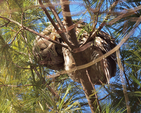 Barred Owl, Central Park