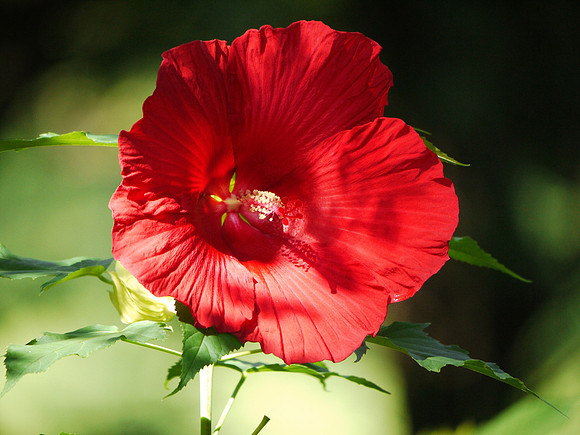 Hibiscus, Central Park