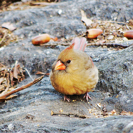 Cardinal, Central Park, December 2009