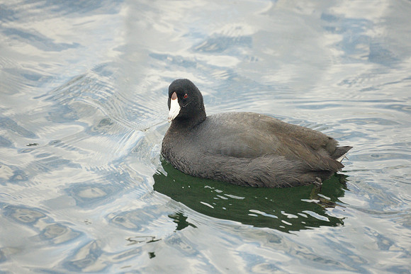 American Coot, Central Park Reservoir