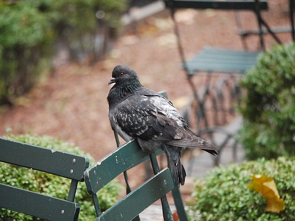 Bryant Park