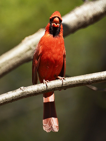 Cardinal singing