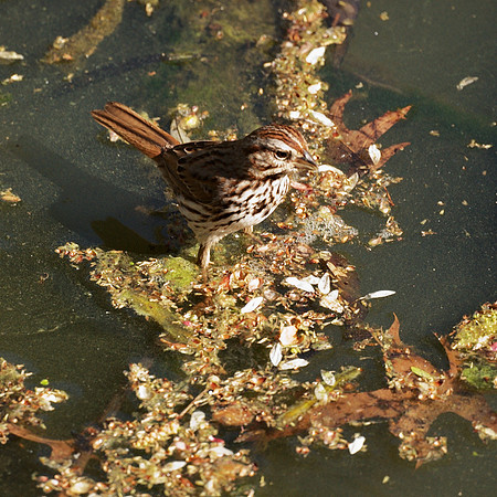 Song Sparrow, Central Park