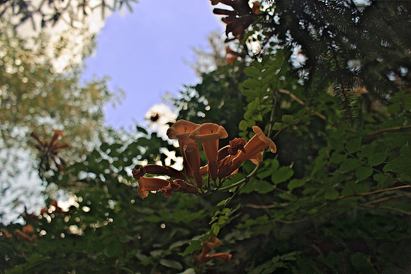 Flourish