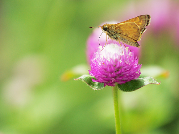 Skipper at work