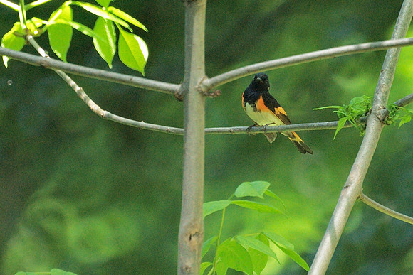 American Redstart, Central Park