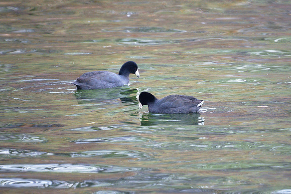 Two Coots, Central Park Reservoir