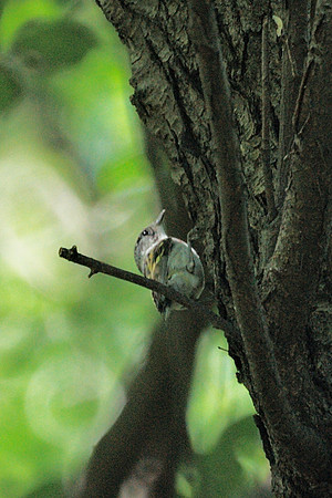 Chestnut-Sided Warbler, Central Paek