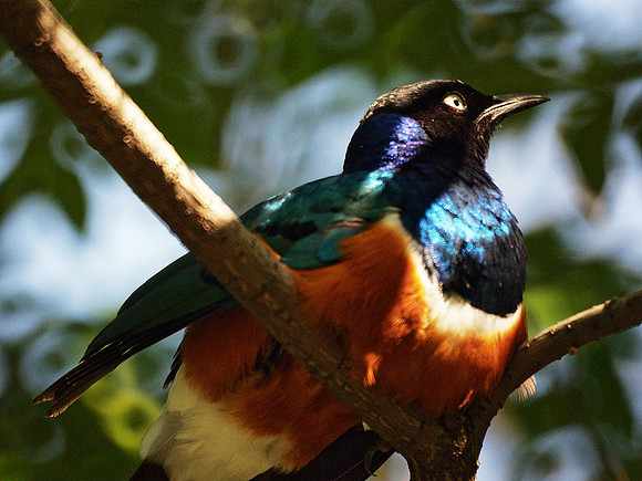 Superb Starling