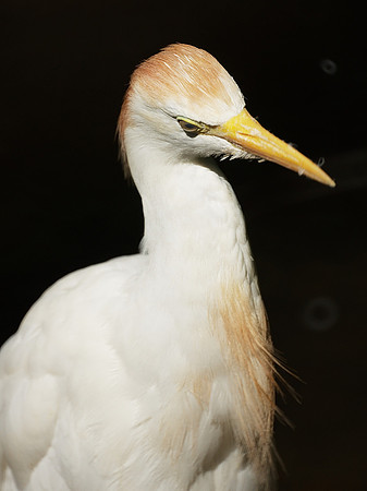Cattle Egret, Bronx Zoo