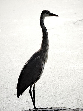 Great Blue Heron, Turtle Pond