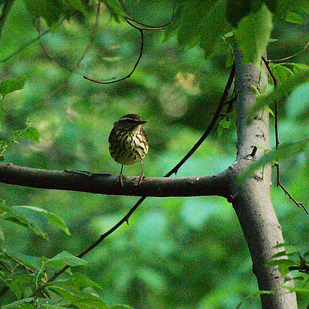 Northern Waterthrush