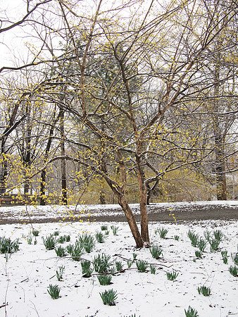 Dogwood, Central Park, Spring