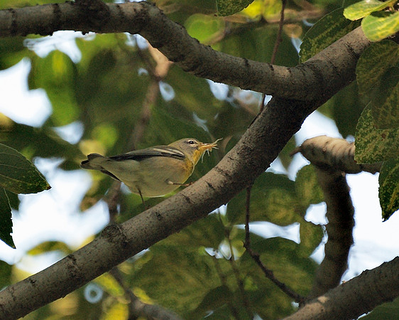 Northern Parula and snack