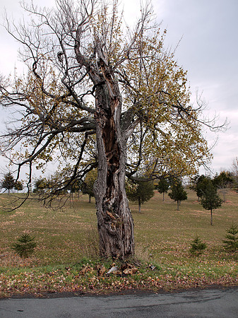 Tree, Beschroner Road