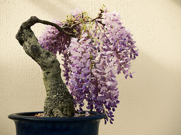 Bonsai Chinese Wisteria at Longwood Gardens.