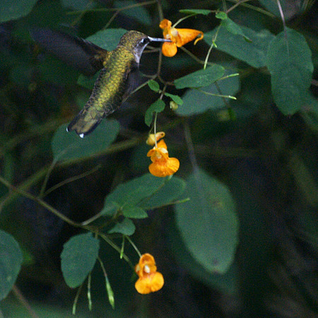 Hummingbird, Central Park