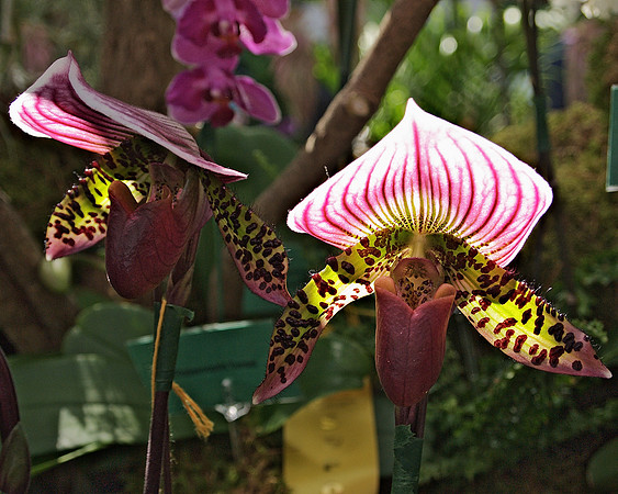 Paphiopedilums