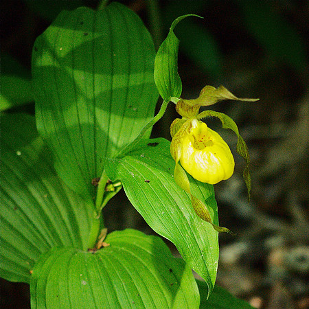 Cypripedium, Central Park