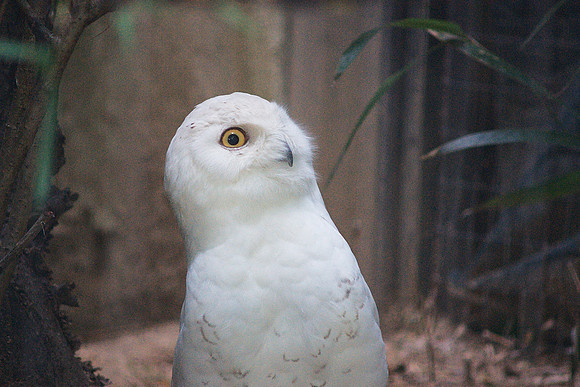 Very interested owl