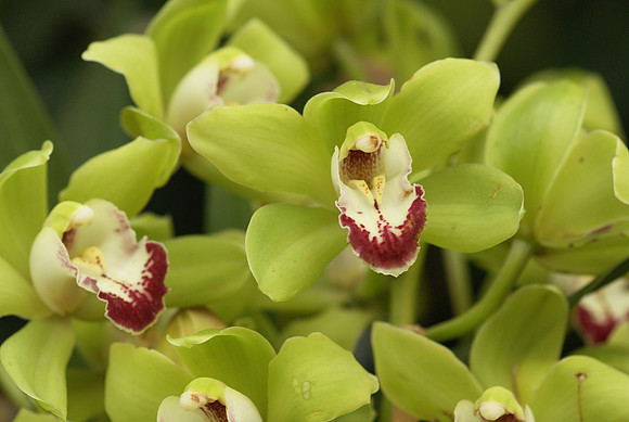 Cymbidium Enzan Current "Aquarius"