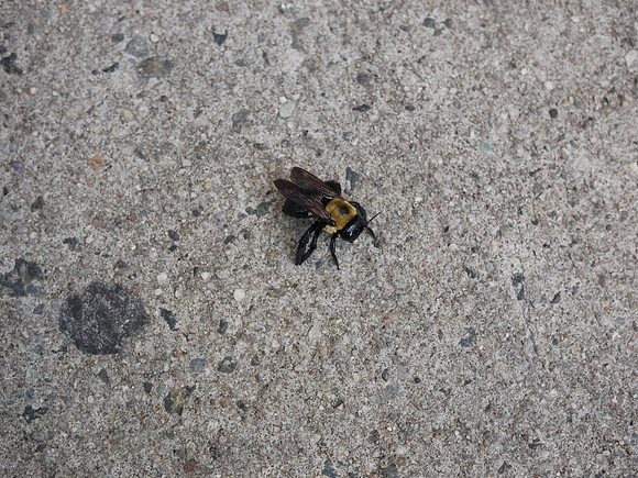 Bee on the sidewalk