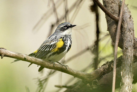 Yellow-Rumped Warbler, NY Botanical Garden