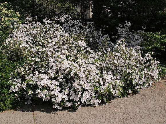 Conservancy Garden, Central Park
