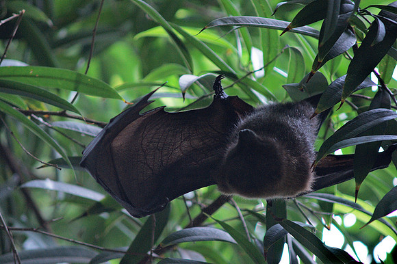 Fruit Bat, Central Park Zoo