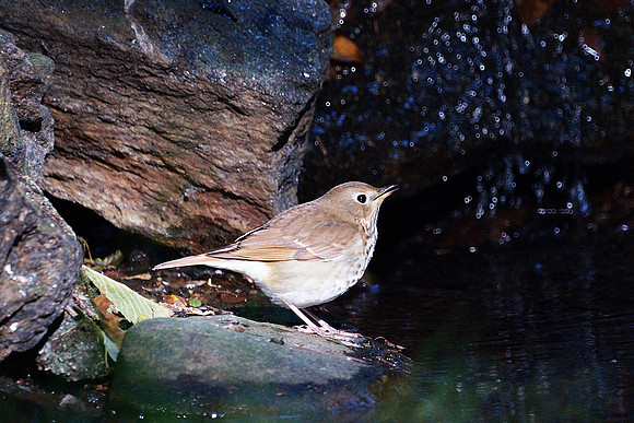 Thrush Calling